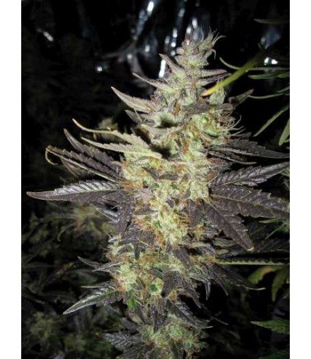 Strawberry Diesel Feminised Seeds