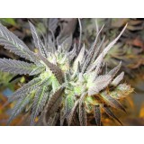 Thunder Bud Haze Regular Seeds