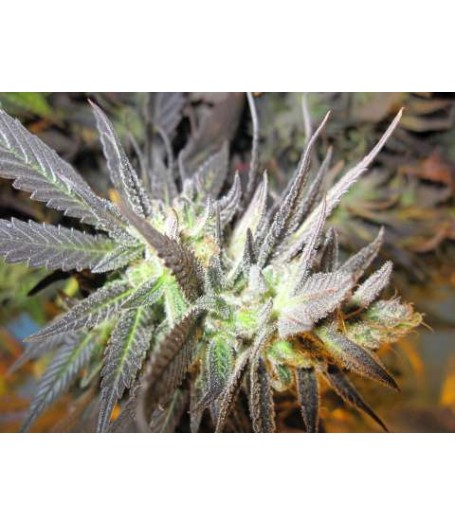 Thunder Bud Haze Regular Seeds