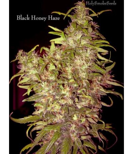 Black Honey Haze Regular Seeds