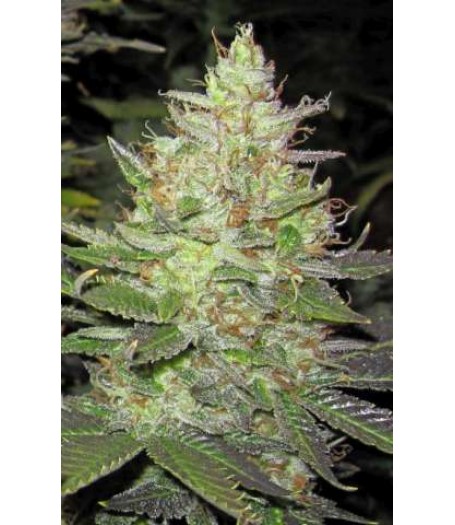 Strawberry Diesel Regular Seeds