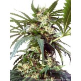 Polarlight #2 Autoflowering Feminised Seeds