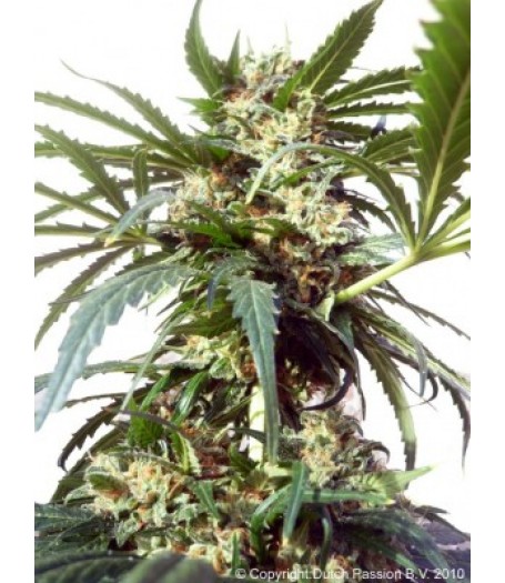 Polarlight #2 Autoflowering Feminised Seeds