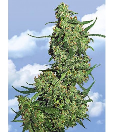 Nepal Kush Feminised Seeds