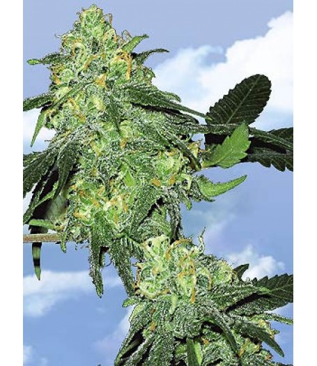 Skunk Classic Feminised Seeds