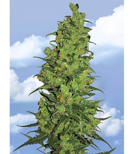 Temple Haze Feminised Seeds