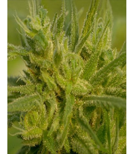 The Original Haze Regular Seeds