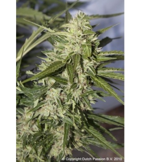 Auto Mazar Feminised Seeds