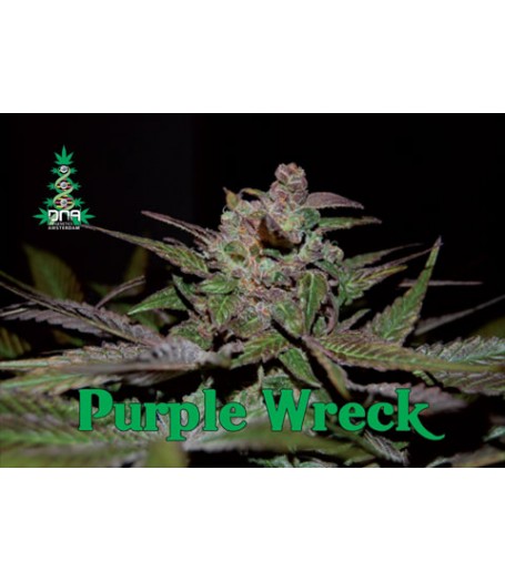 Purple Wreck Feminised Seeds