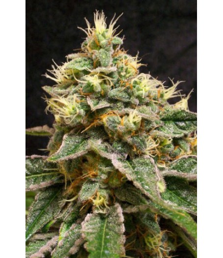 Confidential Cheese Feminised Seeds