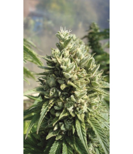 Kandy Kush Feminised Seeds