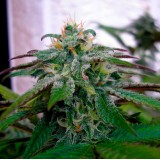 X18 Pure Pakistani Feminised Seeds