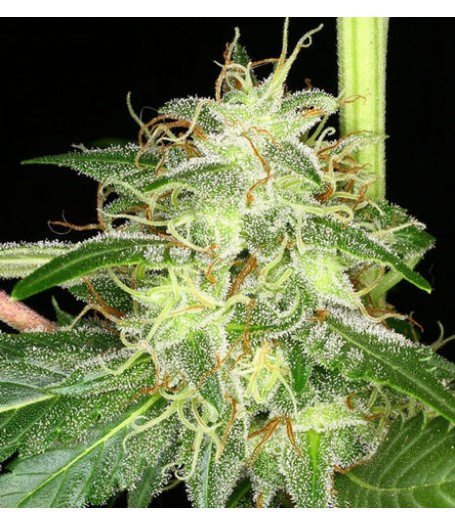 Silver Bubble Feminised Seeds