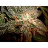 Tora Bora Regular Seeds