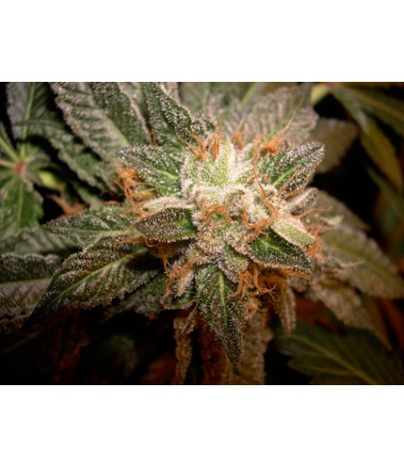 Tora Bora Regular Seeds