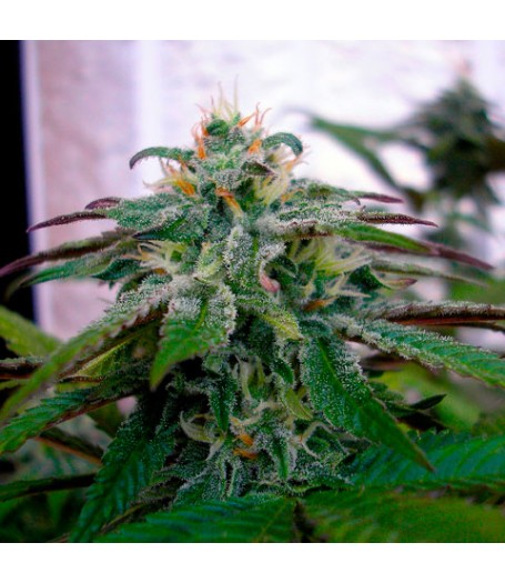X18 Pure Pakistani Regular Seeds