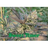 Sweet Timer Regular Seeds