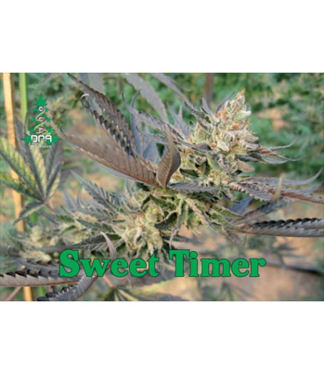 Sweet Timer Regular Seeds