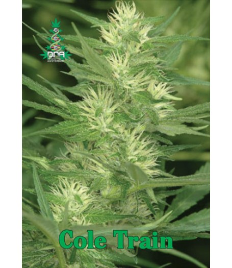 Cole Train Regular Seeds