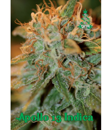 Apollo 13 Indica Regular Seeds
