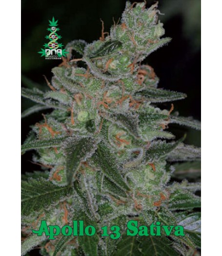 Apollo 13 Sativa Regular Seeds