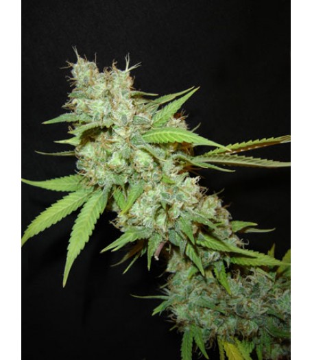 White Skunk Feminised Seeds