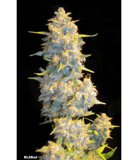 BLZ Bud Feminised Seeds