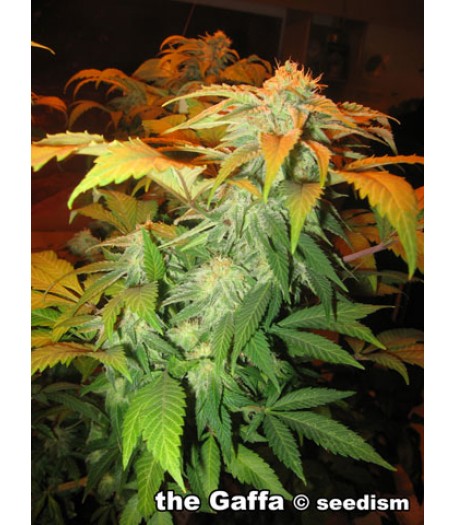 The Gaffa Regular Seeds