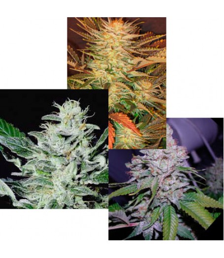 Indica Champion Pack - 6 Feminised Seeds