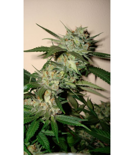 Sleestack x Skunk Regular Seeds