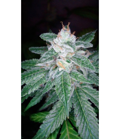 OG 18 x Skunk Regular Seeds