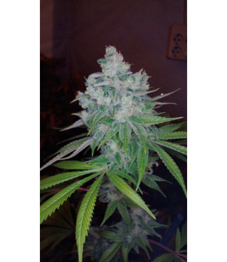 Kandy Kush x Skunk Regular Seeds