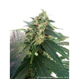 Snowstorm #2 Autoflowering Feminised Seeds
