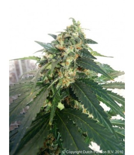 Snowstorm #2 Autoflowering Feminised Seeds