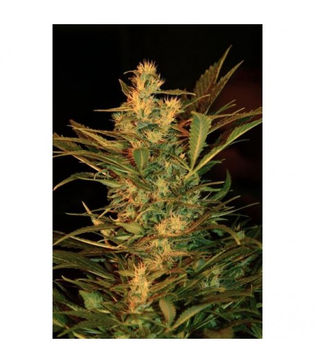 Speedy G Autoflowering Regular Seeds - 8