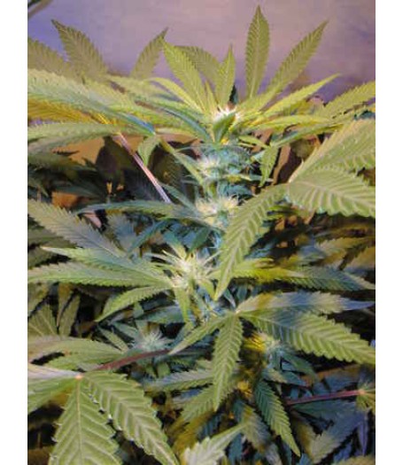 Swazi Safari Regular Seeds