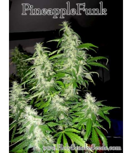 Pineapple Funk Regular Seeds