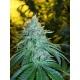 The OG #18 Feminised Seeds
