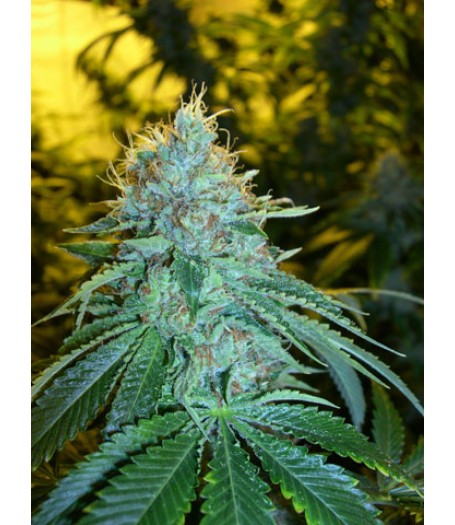 The OG #18 Feminised Seeds