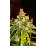 Sour Diesel Regular Seeds