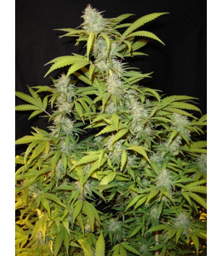 Killa Watt Feminised Seeds