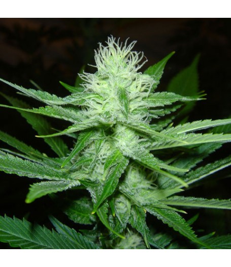 CheeseWreck Feminised Seeds