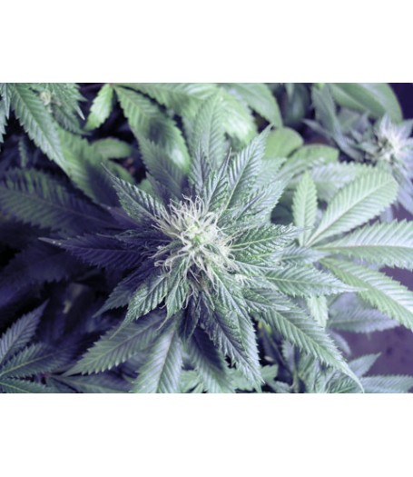 Taste Bud Regular Seeds