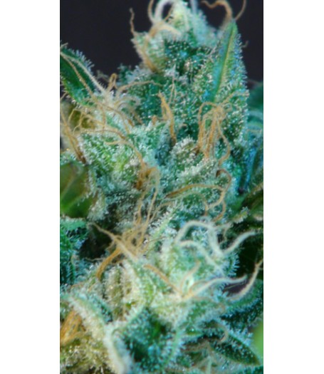 Gnomo Automatic Feminised Seeds