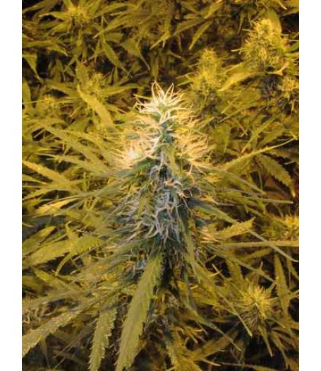 Kerala Krush Regular Seeds