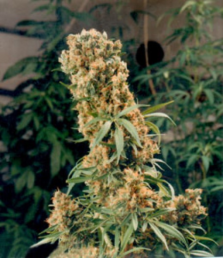 The Pure Hemp Regular Seeds