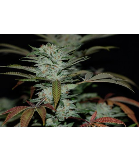 Sour Kush (aka Headband) Feminised Seeds