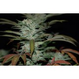 Sour Kush (aka Headband) Regular Seeds