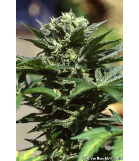 Pot of Gold Regular Seeds