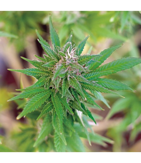 Little Cheese Auto Flowering Feminised Seeds